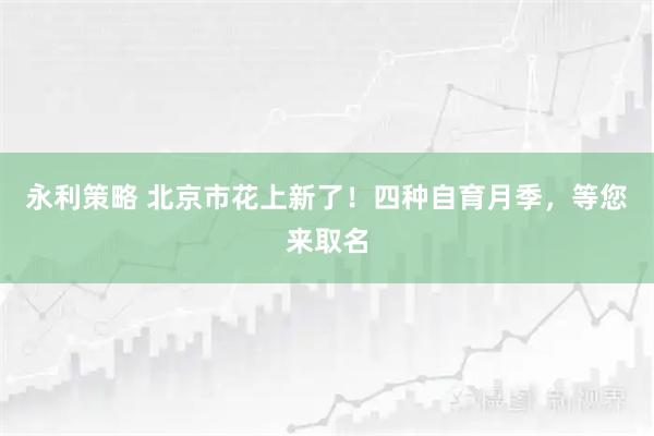 永利策略 北京市花上新了！四种自育月季，等您来取名